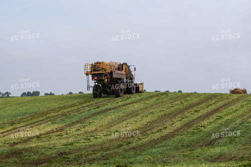 Harvesting Peas 76191