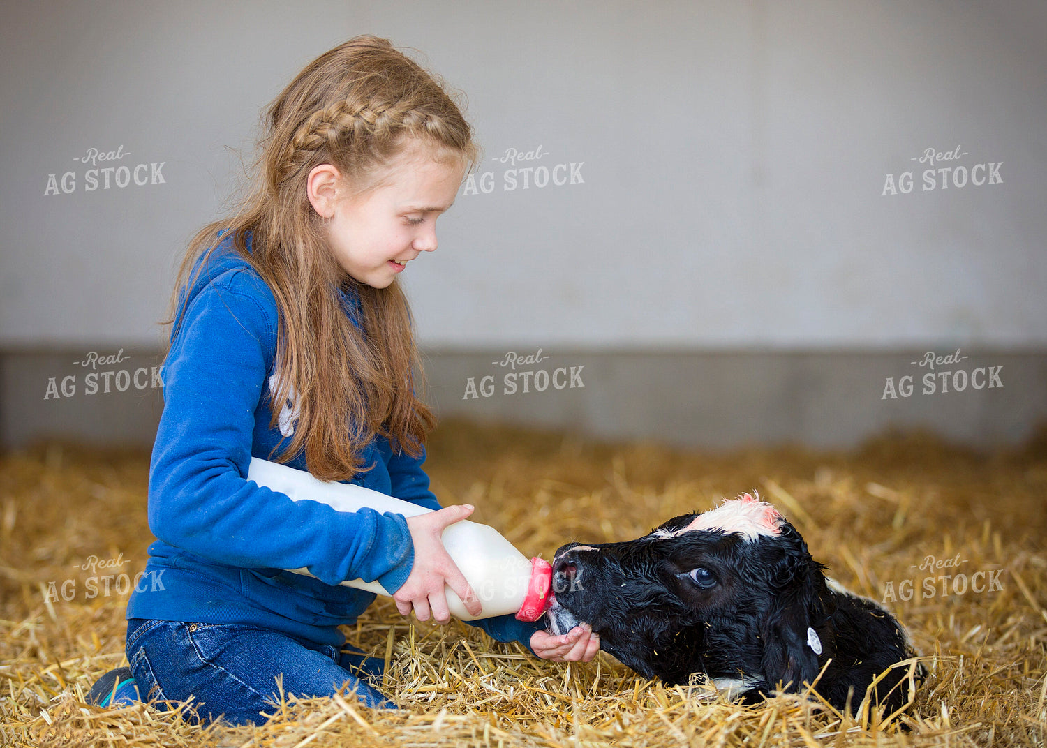 Farm Kid Feeding Dairy Calf 55395
