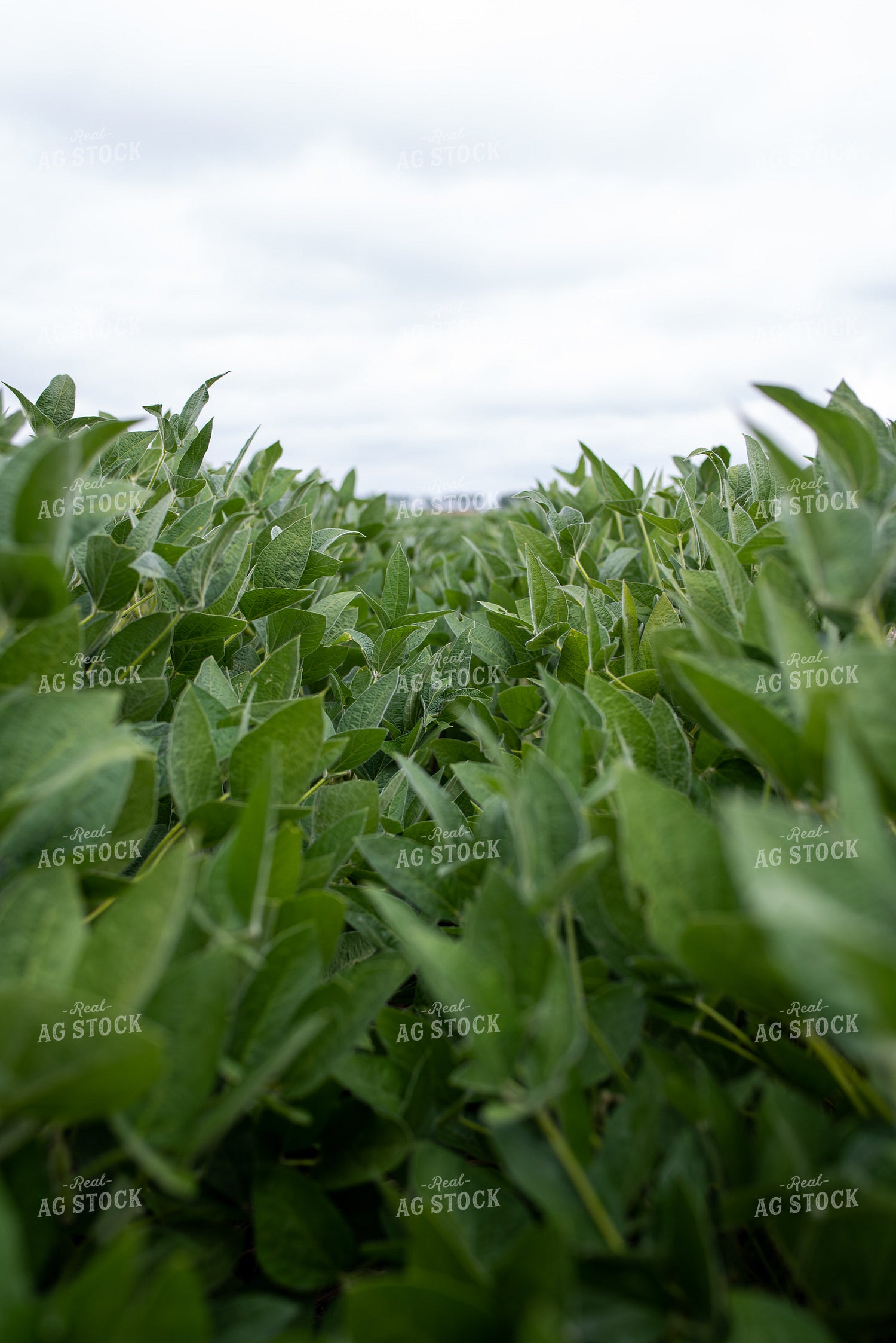Soybean Field 76274