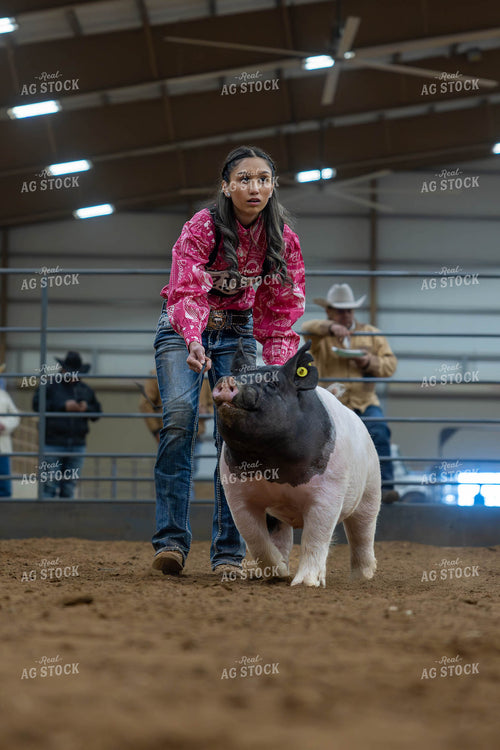 Showing Pigs 98066