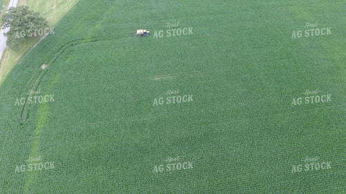 Dry Fertilizer Spreading on Tall Green Corn Drone 85003