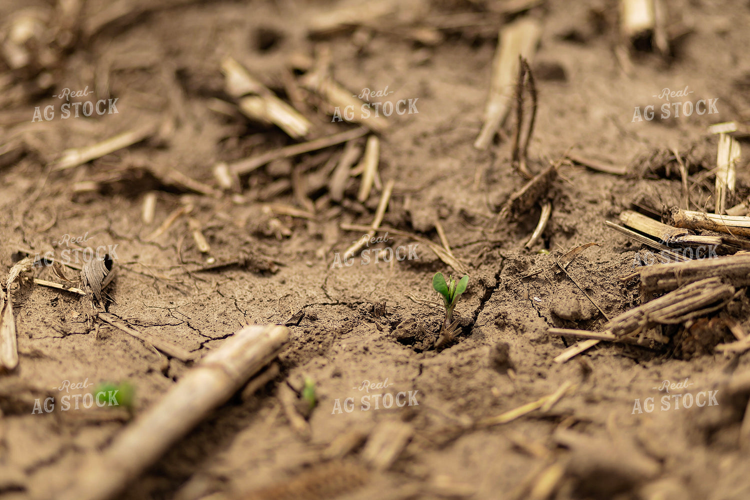 Freshly Emerged Soybean 93323