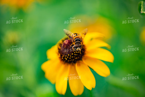 Bee on Zinnia 136274