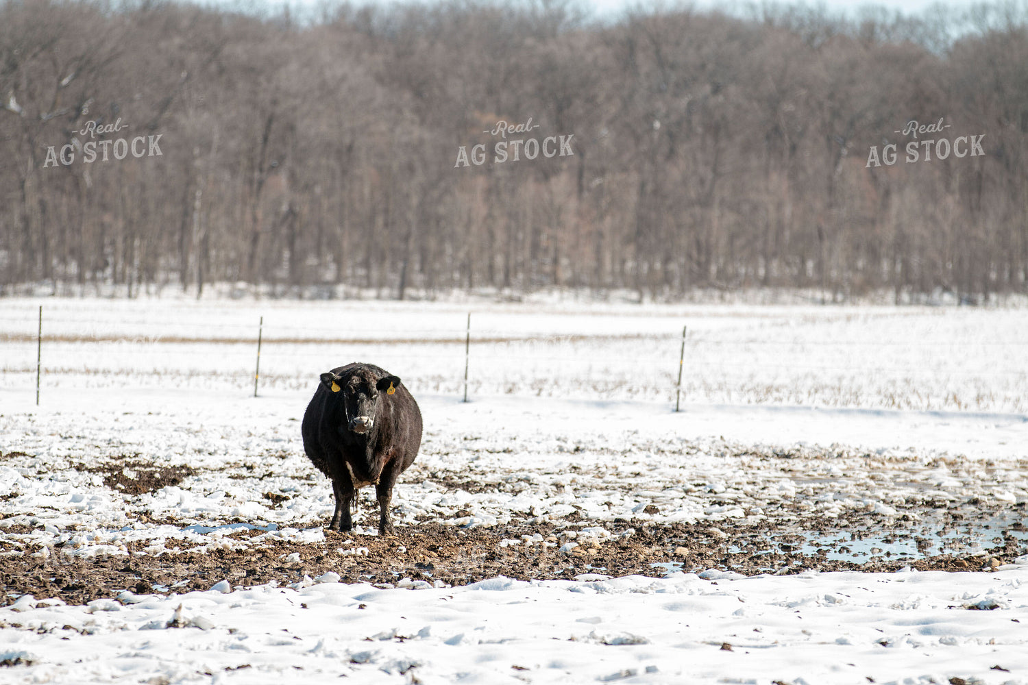 Cattle on Snow Covered Pasture 157125