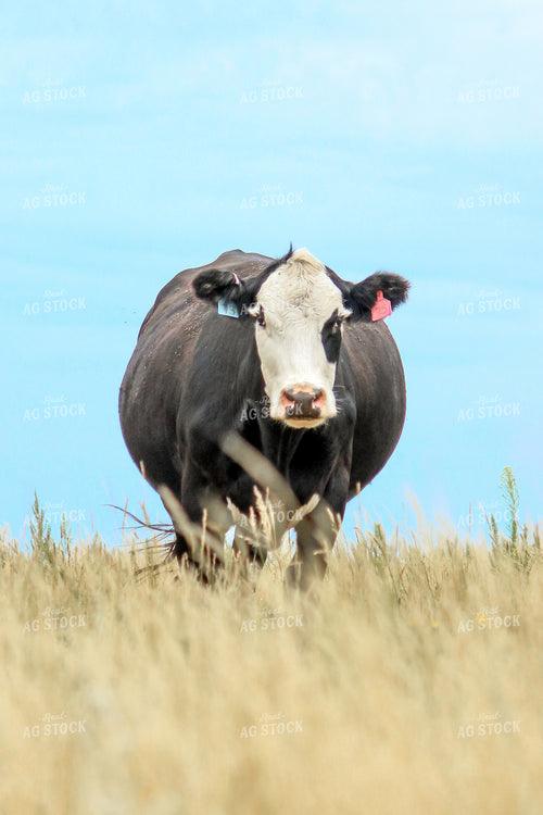 Black Baldy Cattle 155050