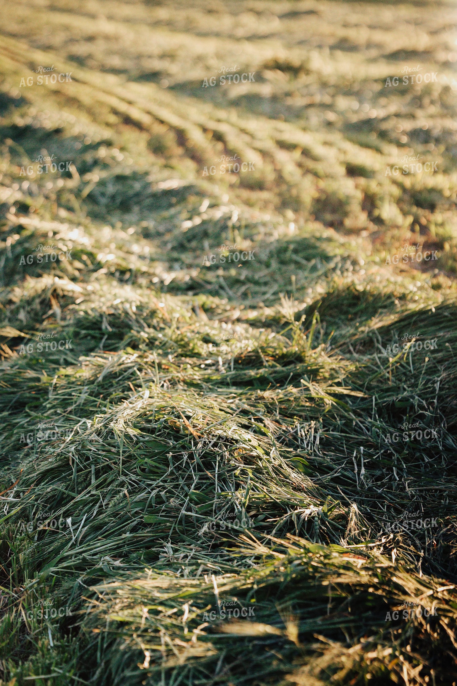 Wheat Green Chopped for Forage 83178