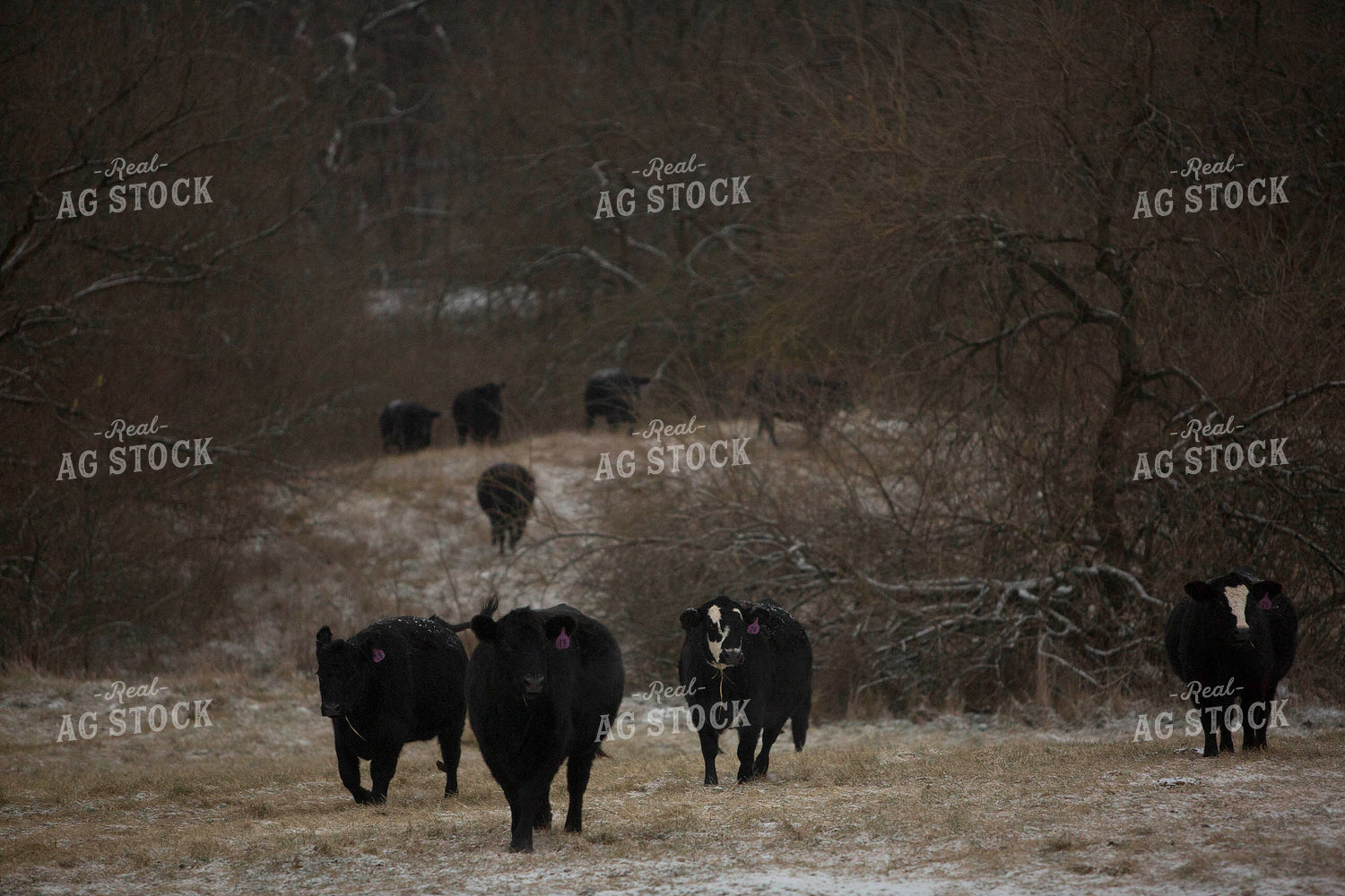 Cattle 1628