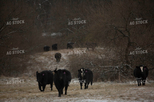 Cattle 1628