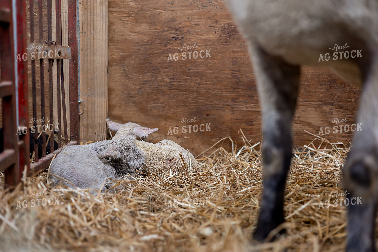 Newborn Lambs 93371