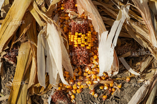 Shattered Corn in Field 65107