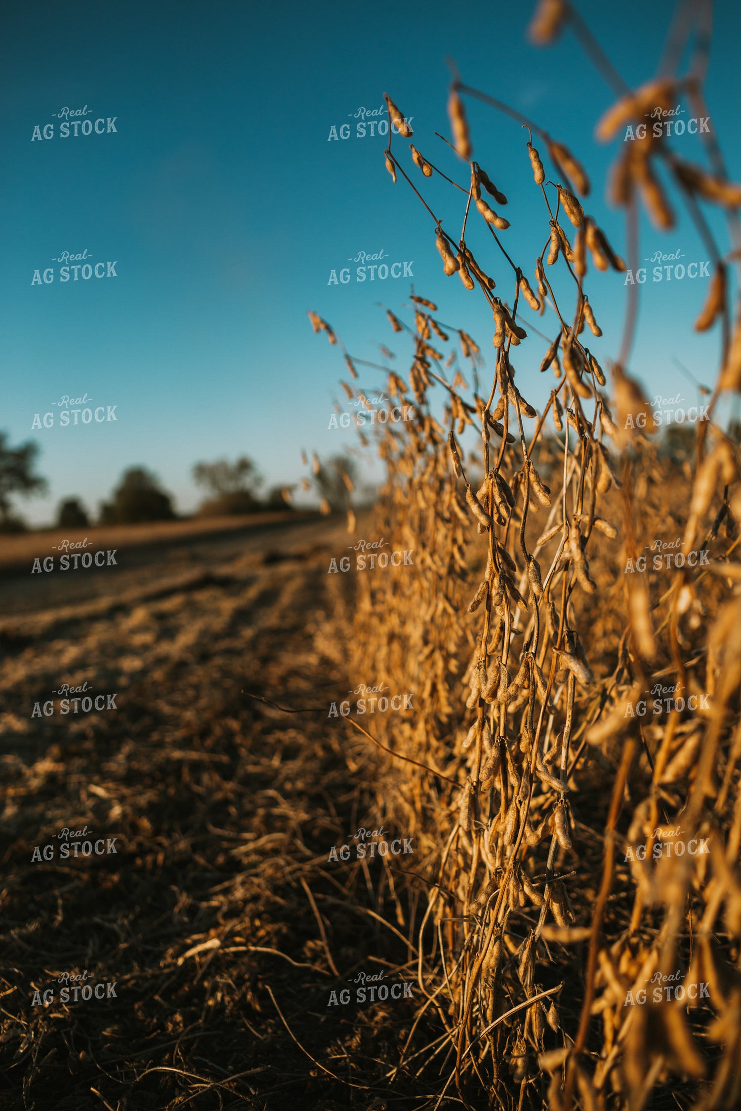 Dried Soybeans in Partially Harvested Field 5085
