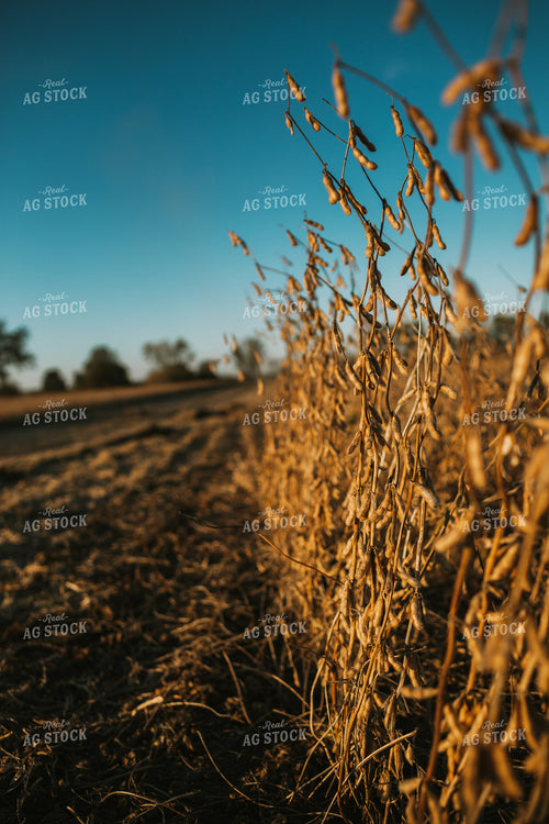 Dried Soybeans in Partially Harvested Field 5085