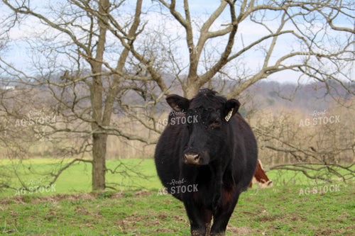Angus Cow 52016