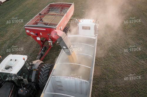 Unloading Harvested Wheat 135046