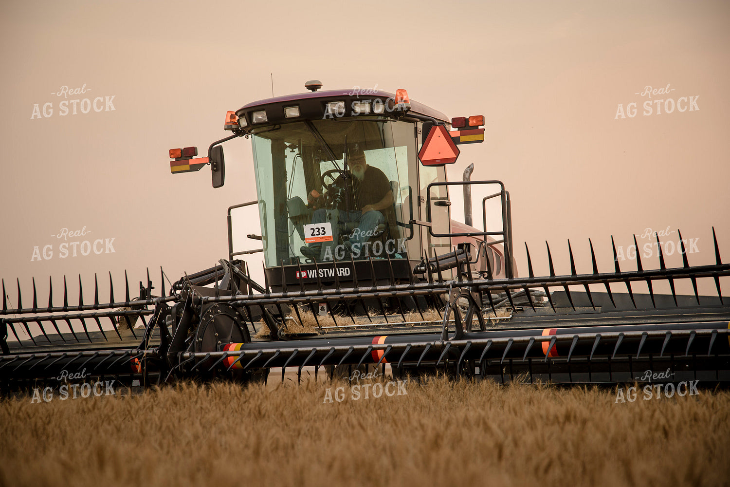 Wheat Harvest 135032
