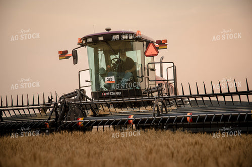 Wheat Harvest 135032
