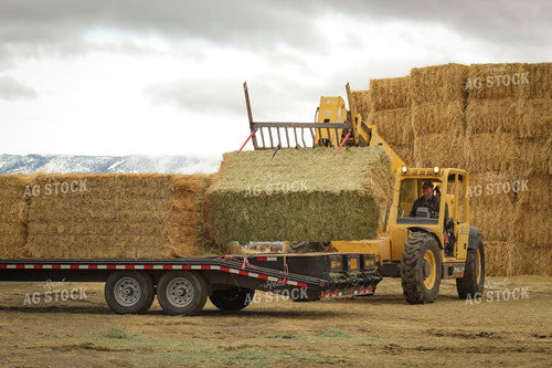 Loading Hay with Telehandler for Feeding Cattle 78118