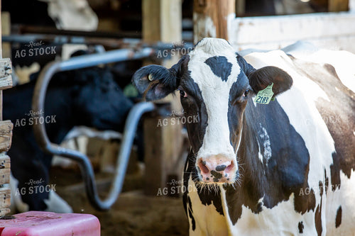 Holstein Cow 270337