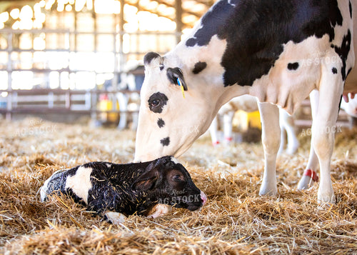 Holstein Cow and Newborn Calf 55242
