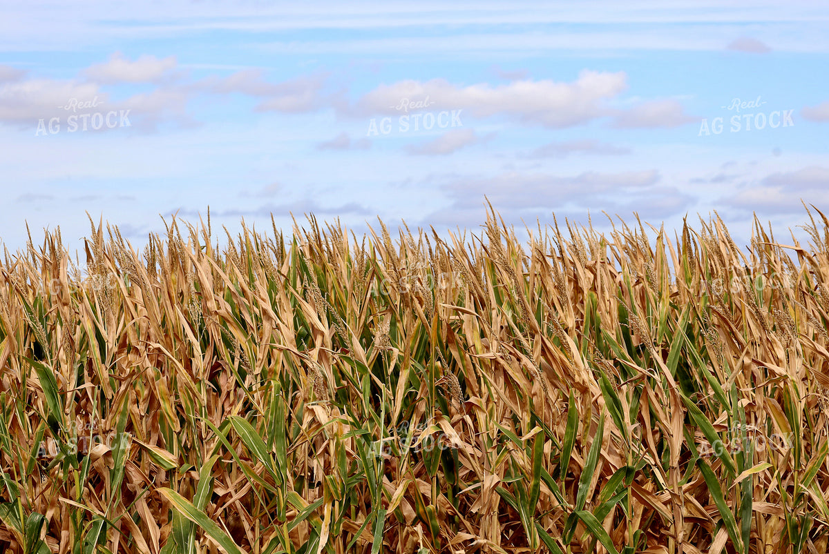 Corn Field 141804