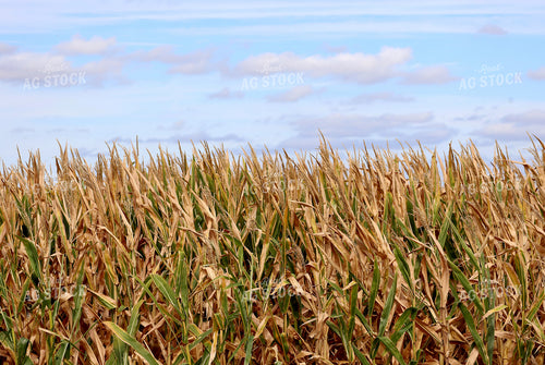 Corn Field 141804