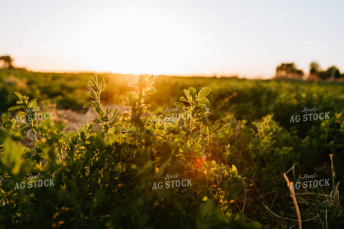 Alfalfa Field at Sunset 83063