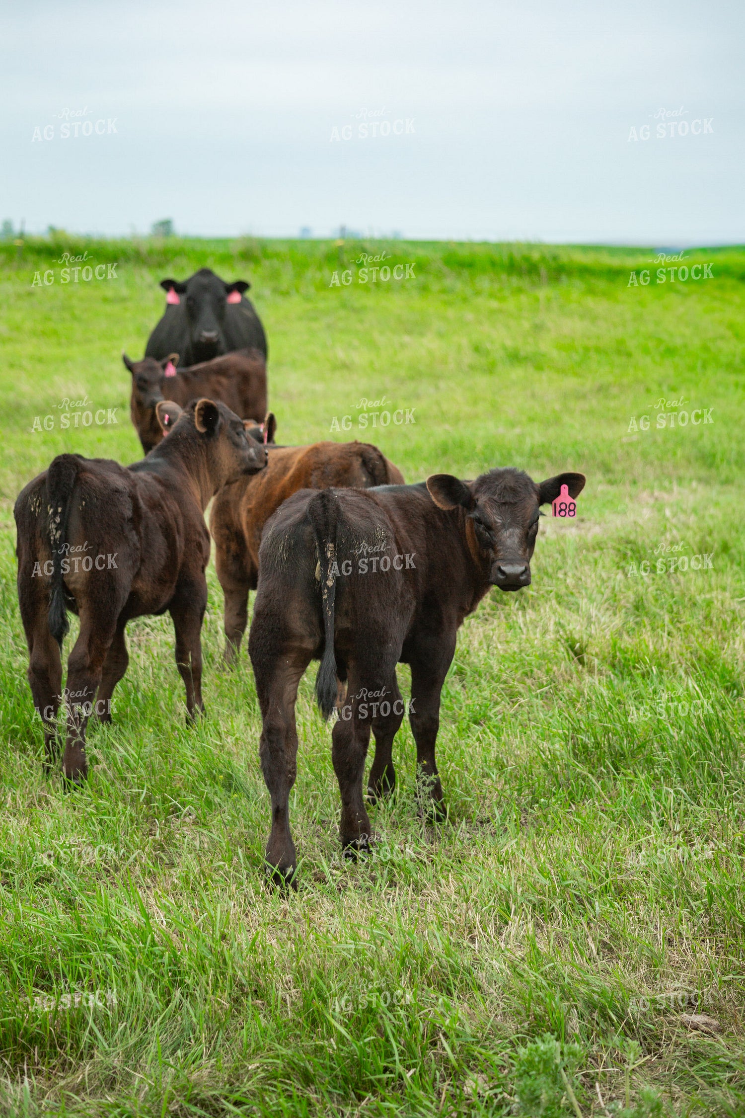 Cattle on Pasture 155623