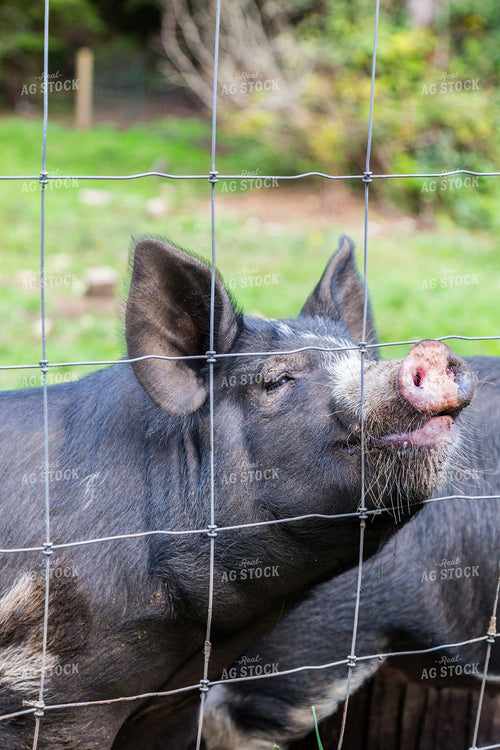 Pig 276049
