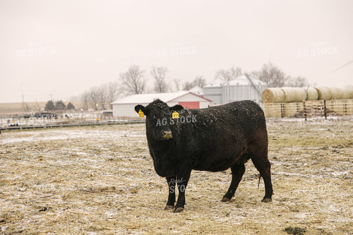 Angus Cattle in Winter 70092