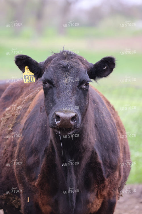 Cattle on Pasture 160305