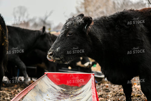 Cattle Eating from Feed Trough 191296