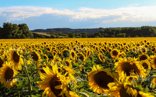 Sunflower Field 237005