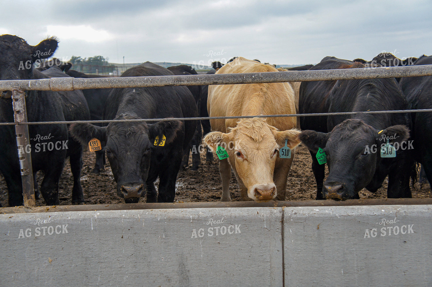 Cattle in Feedlot 156044
