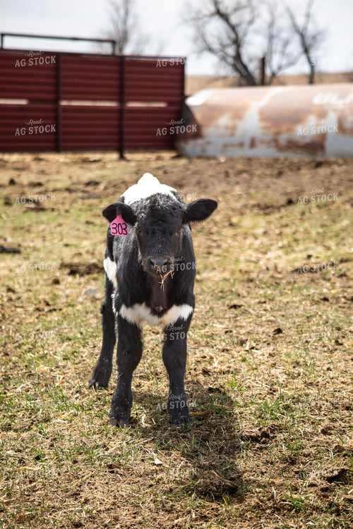Calf 155391