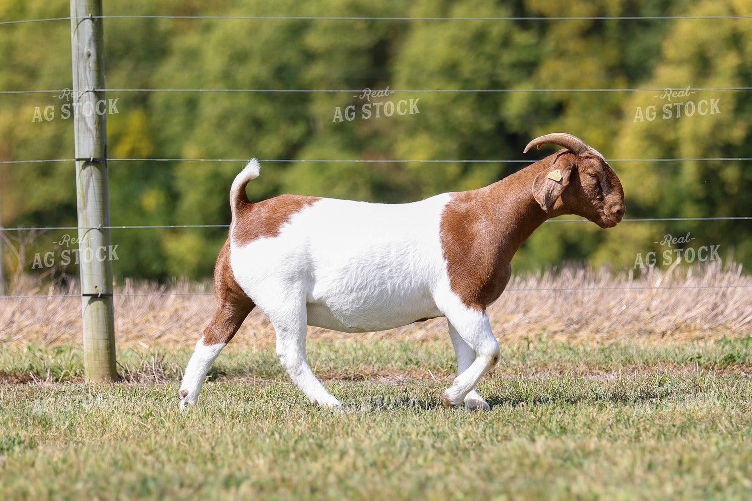 Boer Goat 160395