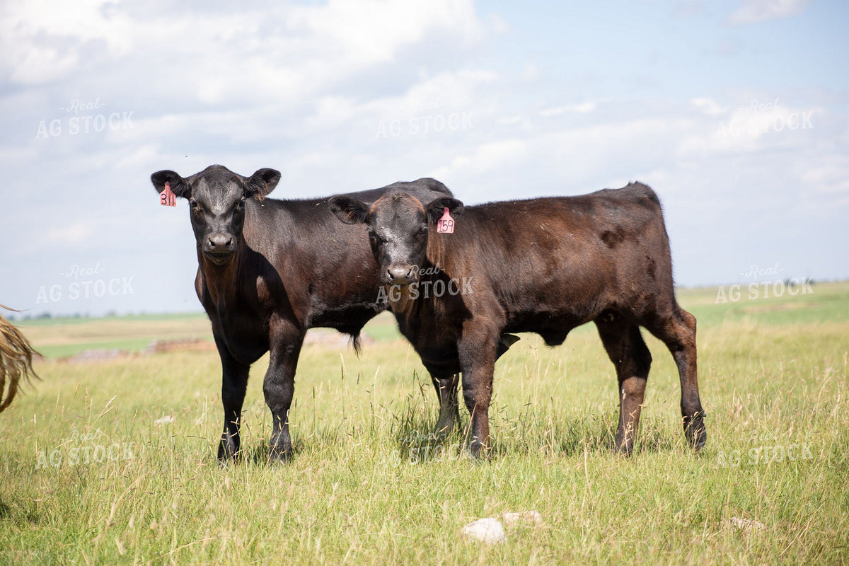 Two Black Angus Calves Standing in Summer Pasture 406070