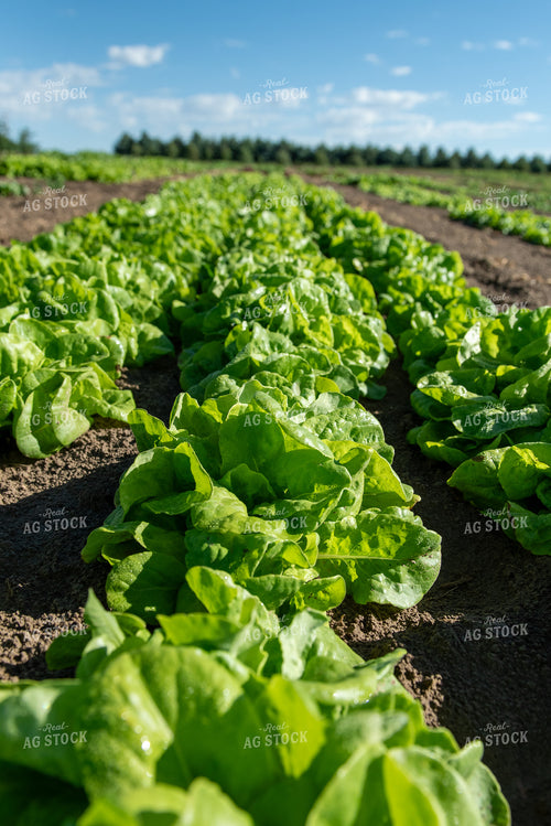 Lettuce 236045