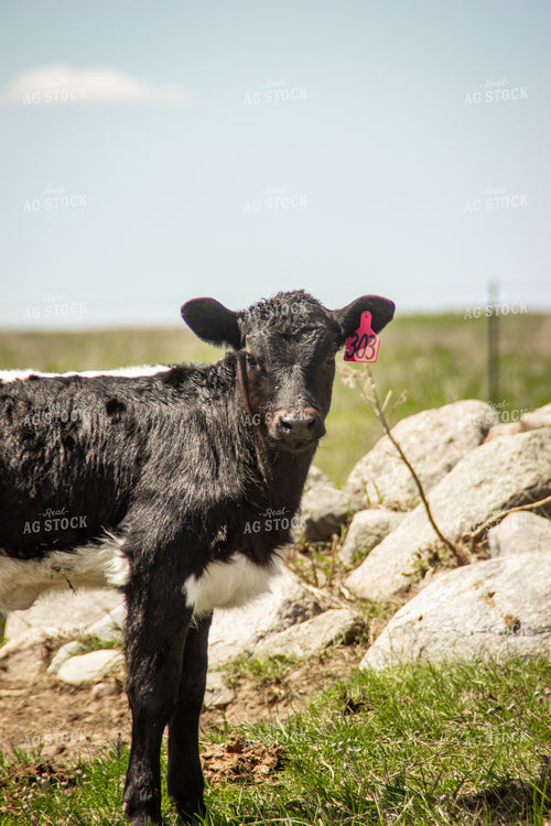 Young Calf Standing in Pasture 155176