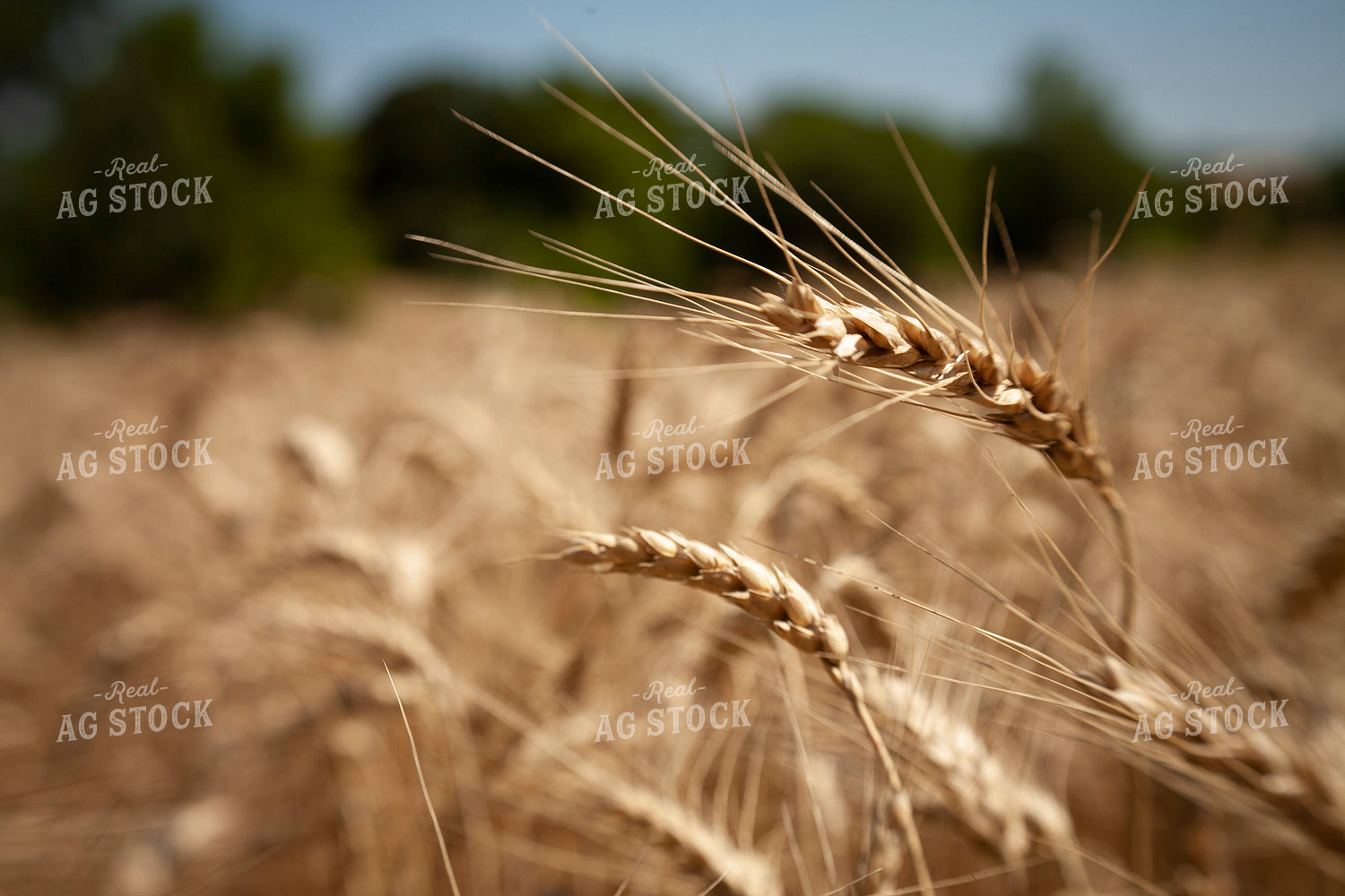 Wheat 2163