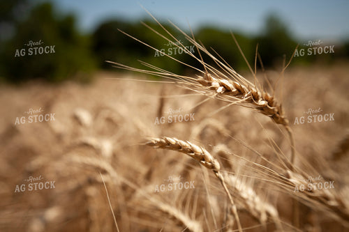 Wheat 2163