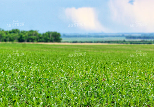 Early Growth Corn Field 141558