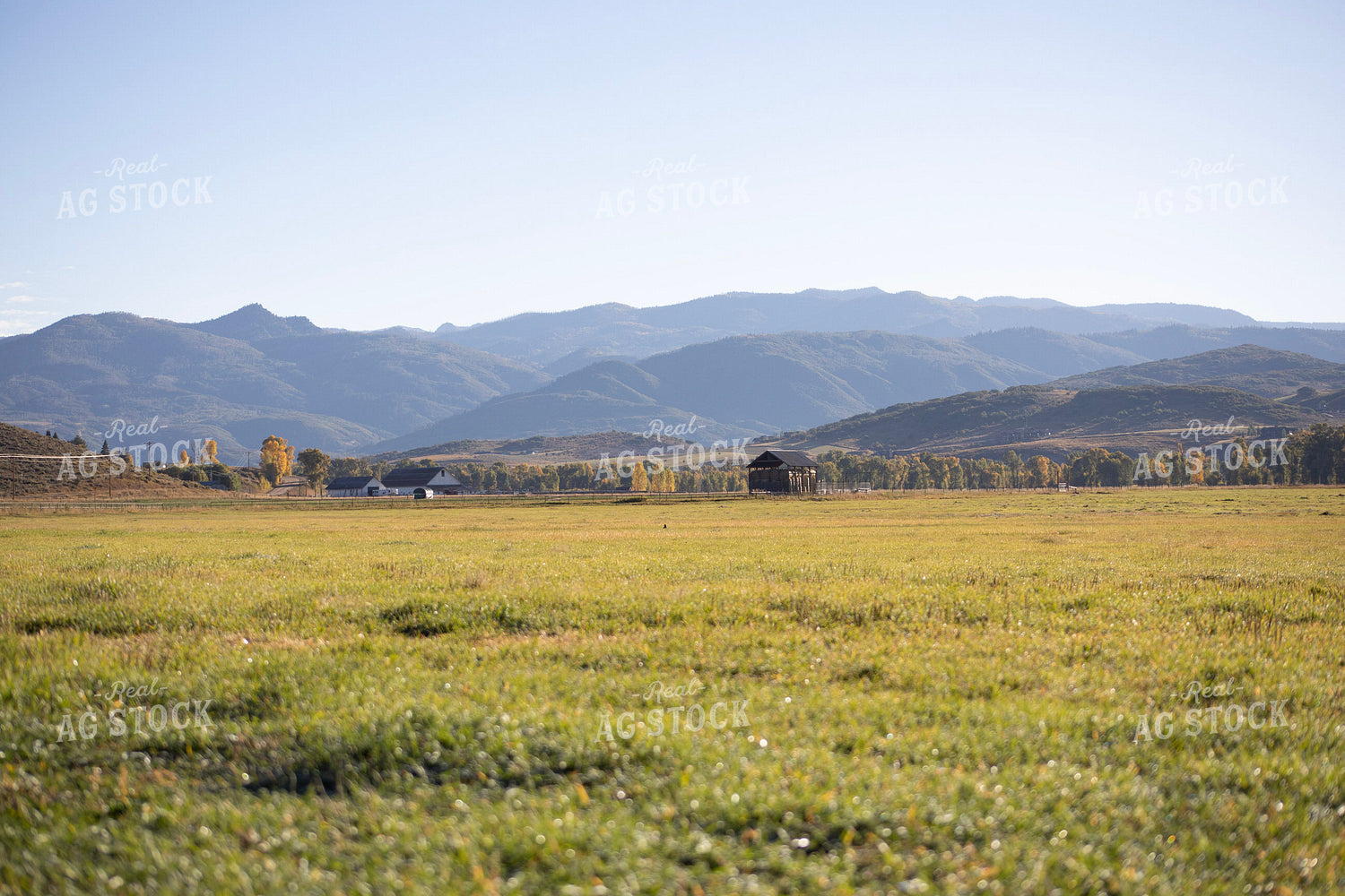 Scenic Pasture 117160