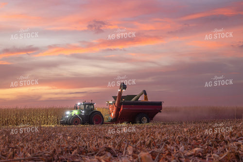 Corn Harvest 72204