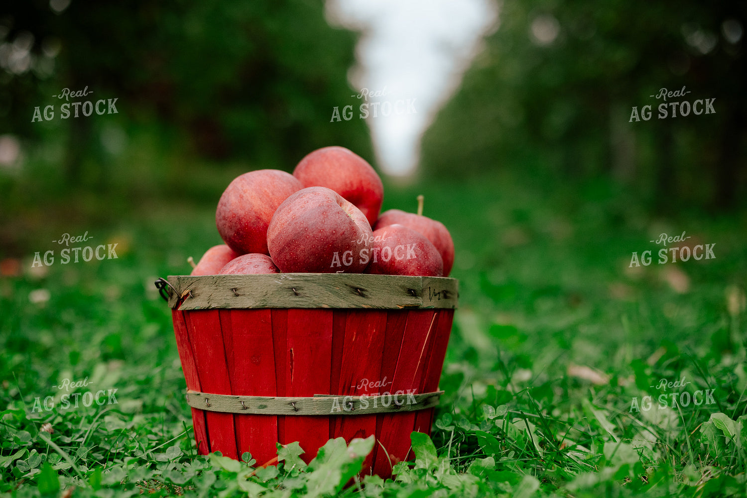 Apples in Basket 137109