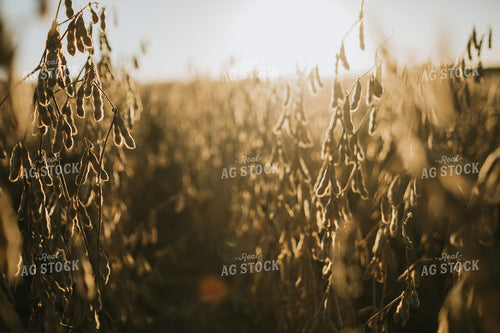 Dried Soybean Field at Sunrise 5193