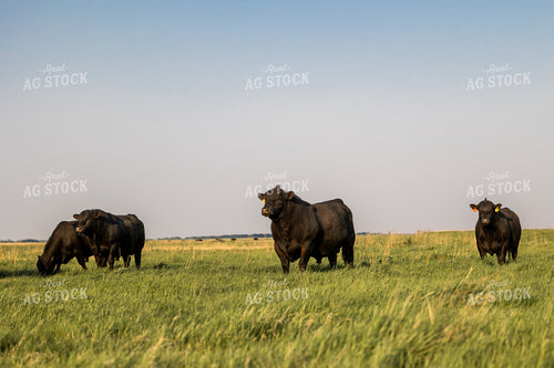 Angus Bulls 72187