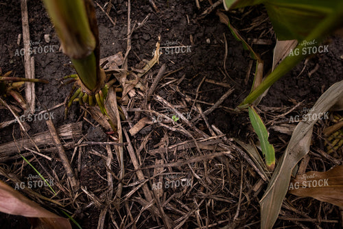 Corn Crop Roots 76282