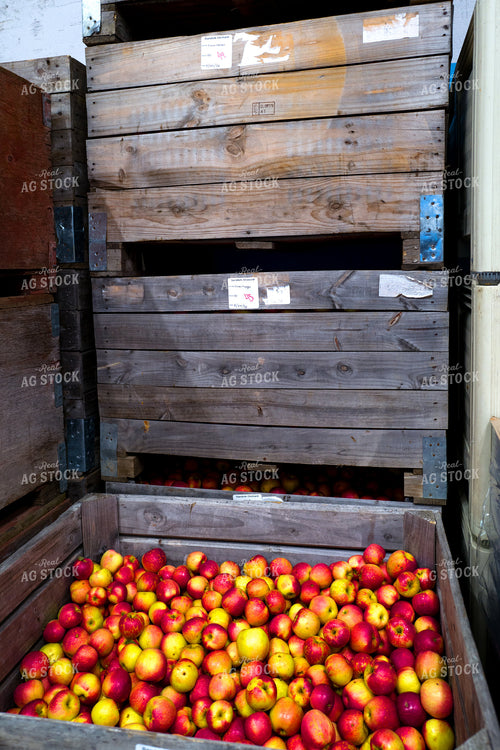 Apples 154116