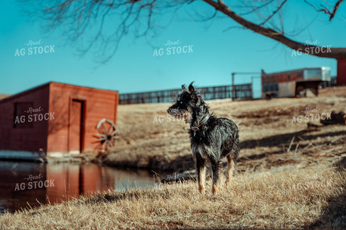 Ranch Dog 58078