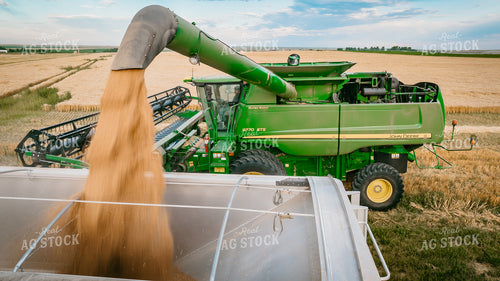 Wheat Harvest 56701